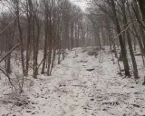 Zimowy las, gdzie nagie drzewa tworzą lacką ścianę płaczu. Śnieg pokrywa ziemię, a gałęzie wyglądają jak szare, drżące dłonie.